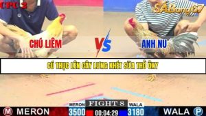 Trận 8 Bồ Gà C2 Ngày 20/7/2025