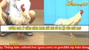 Trận 10 Bồ Gà C4 Ngày 31/8/2025