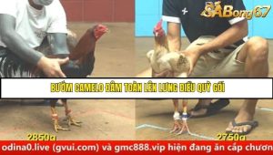 Trận 11 Bồ Gà C4 Ngày 29/8/2025