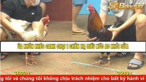 Trận 13 Bồ Gà C4 Ngày 25/8/2025