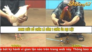 Trận 14 Bồ Gà C4 Ngày 26/8/2025