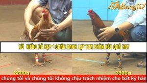 Trận 15 Bồ Gà C4 Ngày 30/8/2025