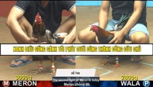 Trận 16 Bồ Gà C4 Ngày 30/8/2025