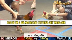 Trận 18 Bồ Gà C5 Ngày 30/8/2025