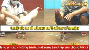 Trận 19 Bồ Gà C4 Ngày 30/8/2025
