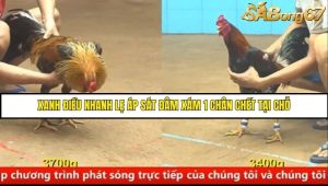 Trận 21 Bồ Gà C4 Ngày 26/8/2025