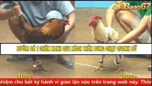Trận 21 Bồ Gà C4 Ngày 29/8/2025
