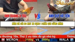 Trận 21 Bồ Gà C5 Ngày 26/8/2025