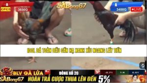 Trận 21 Bồ Gà C5 Ngày 31/8/2025
