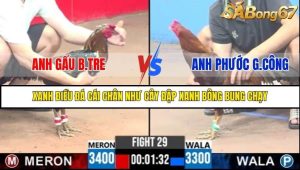 Trận 29 Bồ Gà C3 Ngày 5/8/2025