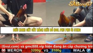 Trận 30 Bồ Gà C5 Ngày 31/8/2025