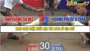 Trận 30 Bồ Gà Tonhon 27/8/2025