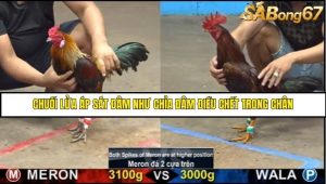 Trận 33 Bồ Gà C5 Ngày 26/8/2025