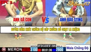 Trận 38 Bồ Gà C2 Ngày 6/8/2025