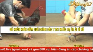 Trận 39 Bồ Gà C4 Ngày 30/8/2025
