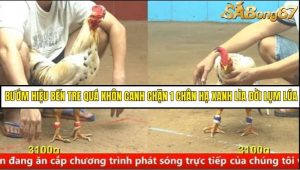 Trận 40 Bồ Gà C4 Ngày 30/8/2025