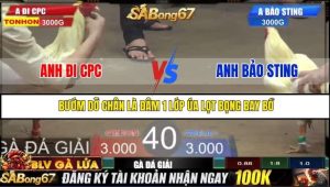 Trận 40 Bồ Gà Tonhon 27/8/2025