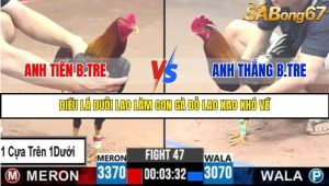 Trận 47 Bồ Gà C3 Ngày 3/8/2025