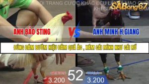 Trận 52 Bồ Gà Tonhon 27/8/2025