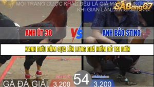 Trận 54 Bồ Gà Tonhon 27/8/2025