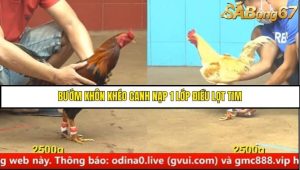 Trận 6 Bồ Gà C4 Ngày 26/8/2025
