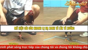 Trận 6 Bồ Gà C4 Ngày 31/8/2025