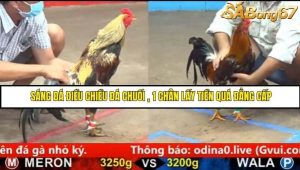 Trận 6 Bồ Gà C5 Ngày 31/8/2025