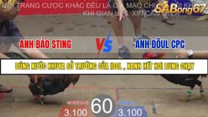 Trận 60 Bồ Gà Tonhon 27/8/2025
