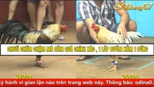 Trận 7 Bồ Gà C4 Ngày 30/8/2025