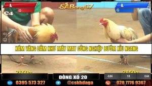 Trận 8 Bồ Gà C5 Ngày 29/8/2025