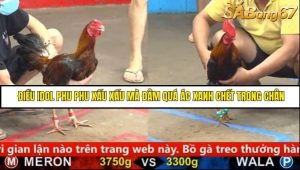Trận 8 Bồ Gà C5 Ngày 31/8/2025