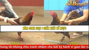 Trận 9 Bồ Gà C4 Ngày 26/8/2025