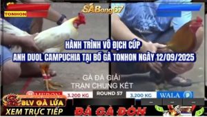 HÀNH TRÌNH VÔ ĐỊCH BỒ GÀ TONHON NGÀY 12/9/2025