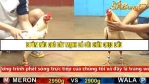 Trận 17 Bồ Gà C4 Ngày 13/9/2025