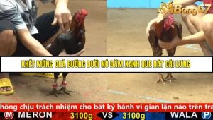 Trận 19 Bồ Gà C4 Ngày 13/9/2025