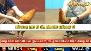 Trận 23 Bồ Gà C4 Ngày 13/9/2025