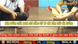 Trận 29 Bồ Gà C4 Ngày 13/9/2025