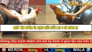 Trận 32 Bồ Gà C4 Ngày 13/9/2025