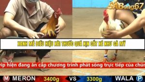 Trận 34 Bồ Gà C4 Ngày 13/9/2025