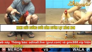 Trận 38 Bồ Gà C4 Ngày 13/9/2025