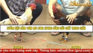Trận 11 Bồ Gà C4 Ngày 16/9/2025