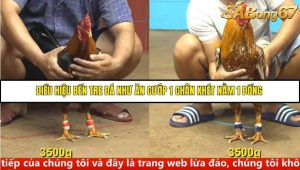 Trận 15 Bồ Gà C4 ngày 17/9/2025
