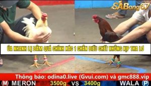 Trận 15 Bồ Gà C5 Ngày 1/9/2025