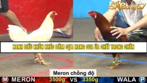 Trận 19 Bồ Gà C5 Ngày 1/9/2025