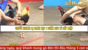 Trận 2 Bồ Gà C5 Ngày 2/9/2025