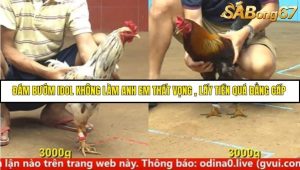 Trận 20 Bồ Gà C4 Ngày 16/9/2025