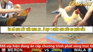 Trận 21 Bồ Gà C5 Ngày 1/9/2025
