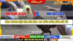 Trận 21 Bồ Gà Tonhon 27/9/2025