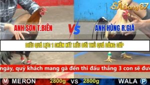 Trận 24 Bồ Gà C5 17/9/2025
