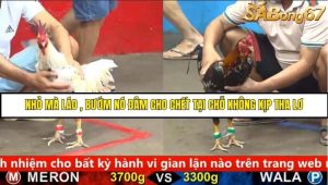 Trận 26 Bồ Gà C5 Ngày 1/9/2025